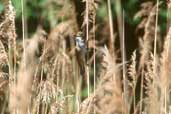 Great Reed Warbler, Lac de Madine, Lorraine, France, May 2002 - click for larger image