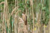 Great Reed Warbler, Lac de Madine, Lorraine, France, May 2002 - click for larger image