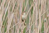 Sedge Warbler, Cley-next-the-Sea, Norfolk, England, May 2005 - click for larger image