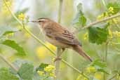 Sedge Warbler, Cley-next-the-Sea, Norfolk, England, May 2005 - click for larger image