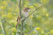 Sedge Warbler, Cley-next-the-Sea, Norfolk, England, May 2005 - click for larger image
