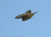 Sedge Warbler, Aberlady, East Lothian, Scotland, July 2002 - click for larger image