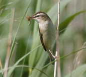 Sedge Warbler, Loch of Kinnordy, Angus, Scotland, July 2002 - click for larger image