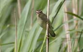 Sedge Warbler, Loch of Kinnordy, Angus, Scotland, July 2002 - click for larger image