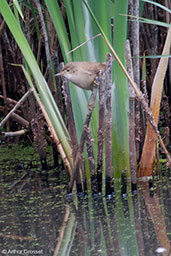 Eurasian Reed Warbler, Lackford Lakes, Suffolk, England, March 2009 - click for larger image