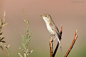 Eurasian Reed Warbler, Sous Valley, Morocco, April 2014 - click for larger image