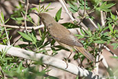 Eurasian Reed Warbler, Sous Valley, Morocco, April 2014 - click for larger image
