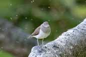 Common Sandpiper surrounded by gnats, Mull, Scotland, May 2005 - click for larger image