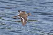 Common Sandpiper, Mull, Scotland, May 2005 - click for larger image