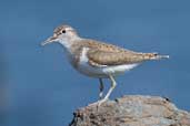 Common Sandpiper, Mull, Scotland, May 2005 - click for larger image