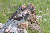 Common Sandpiper, Mull, Scotland, May 2005 - click for larger image