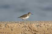 Common Sandpiper, Chania, Crete, November 2002 - click for larger image