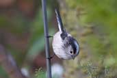 Long-tailed Tit, Edinburgh, Scotland, February 2005 - click for larger image