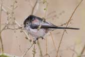 Long-tailed Tit, Alton Water, Suffolk, March 2005 - click for larger image