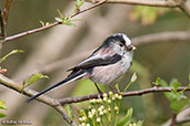 Long-tailed Tit, Monks Eleigh, Suffolk, May 2015 - click for larger image