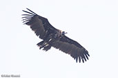 Cinereous Vulture, Monfrague NP, Spain, March 2017 - click for larger image