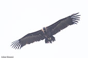 Cinereous Vulture, Monfrague NP, Spain, March 2017 - click for larger image