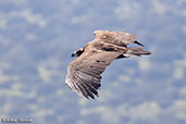 Cinereous Vulture, Monfrague NP, Spain, March 2017 - click for larger image