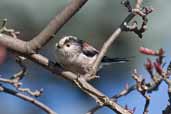 Long-tailed Tit, Edinburgh, Scotland, March 2005 - click for larger image