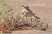 Greater Hoopoe-lark, Boumalne du Dades, Morocco, April 2014 - click for larger image