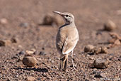 Greater Hoopoe-lark, Boumalne du Dades, Morocco, April 2014 - click for larger image