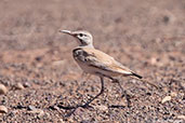 Greater Hoopoe-lark, Boumalne du Dades, Morocco, April 2014 - click for larger image