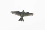 Sky Lark, Fetlar, Shetland, Scotland, May 2004 - click for larger image
