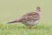 Sky Lark, Aberlady, East Lothian, Scotland, June 2005 - click for larger image