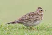 Sky Lark, Aberlady, East Lothian, Scotland, June 2005 - click for larger image