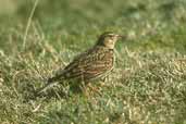 Sky Lark, Lammermuir Hills, Scotland, March 2002 - click for larger image