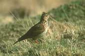 Sky Lark, Lammermuir Hills, Scotland, March 2002 - click for larger image