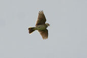 Sky Lark, Westray, Orkney, Scotland, May 2003 - click for larger image