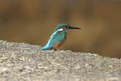 Male Kingfisher, Chania, Crete, November 2002 - click for larger image