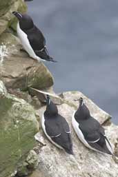 Razorbill, Mainland, Shetland, Scotland, May 2004 - click for larger image