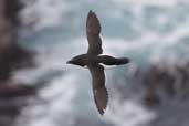 Razorbill, Handa Island, Scotland, May 2005 - click for larger image