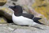 Razorbill, North Rona, Scotland, May 2005 - click for larger image