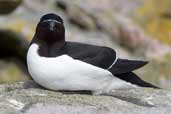 Razorbill, North Rona, Scotland, May 2005 - click for larger image