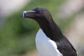 Razorbill, Sula Sgeir, Scotland, May 2005 - click for larger image
