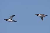 Razorbill, Sula Sgeir, Scotland, May 2005 - click for larger image