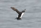 Razorbill, St. Abbs Head, Scotland, June 2002 - click for larger image