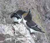 Razorbill, St. Abbs Head, Scotland, June 2002 - click for larger image