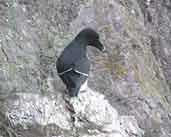 Razorbill, St. Abbs Head, Scotland, June 2002 - click for larger image