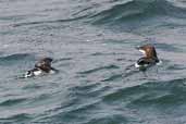 Razorbill with chick, Sound of Mull, Scotland, August 2003 - click for larger image