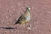 Chukar, Kato Zacro, Crete, October 2002 - click for larger image