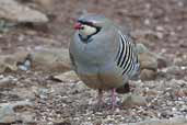 Rock Partridge, Sounion, Greece, November 2002 - click for larger image