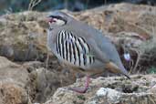 Rock Partridge, Sounion, Greece, November 2002 - click for larger image