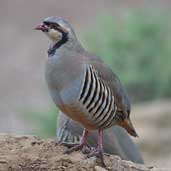 Rock Partridge, Sounion, Greece, November 2002 - click for larger image