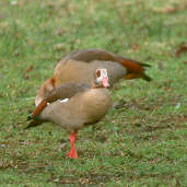 Egyptian Goose, Scheveningen, Netherlands, February 2001 - click for larger image