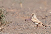 Bar-tailed Lark, Boumalne du Dades, Morocco, April 2014 - click for larger image