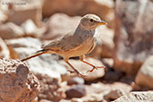 Desert Lark, Ouarzazate, Morocco, April 2014 - click for larger image